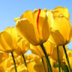 Meet your Posher, Alicia